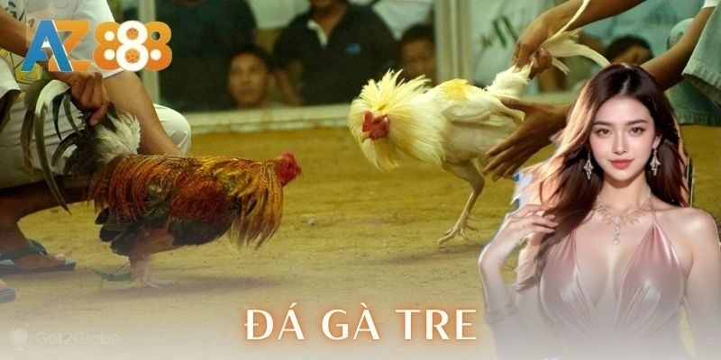  Đặc điểm nhận biết gà tre mạnh