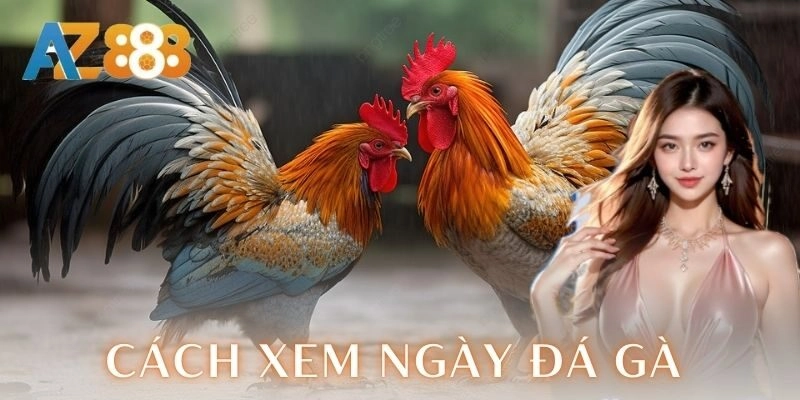 Những cách xem ngày đá gà hiệu quả
