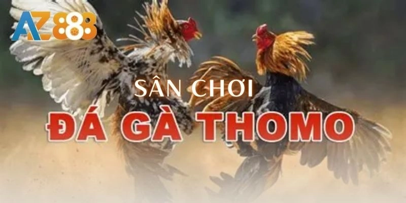 Trải nghiệm sân chơi đá gà thomo đỉnh nất kịch trần